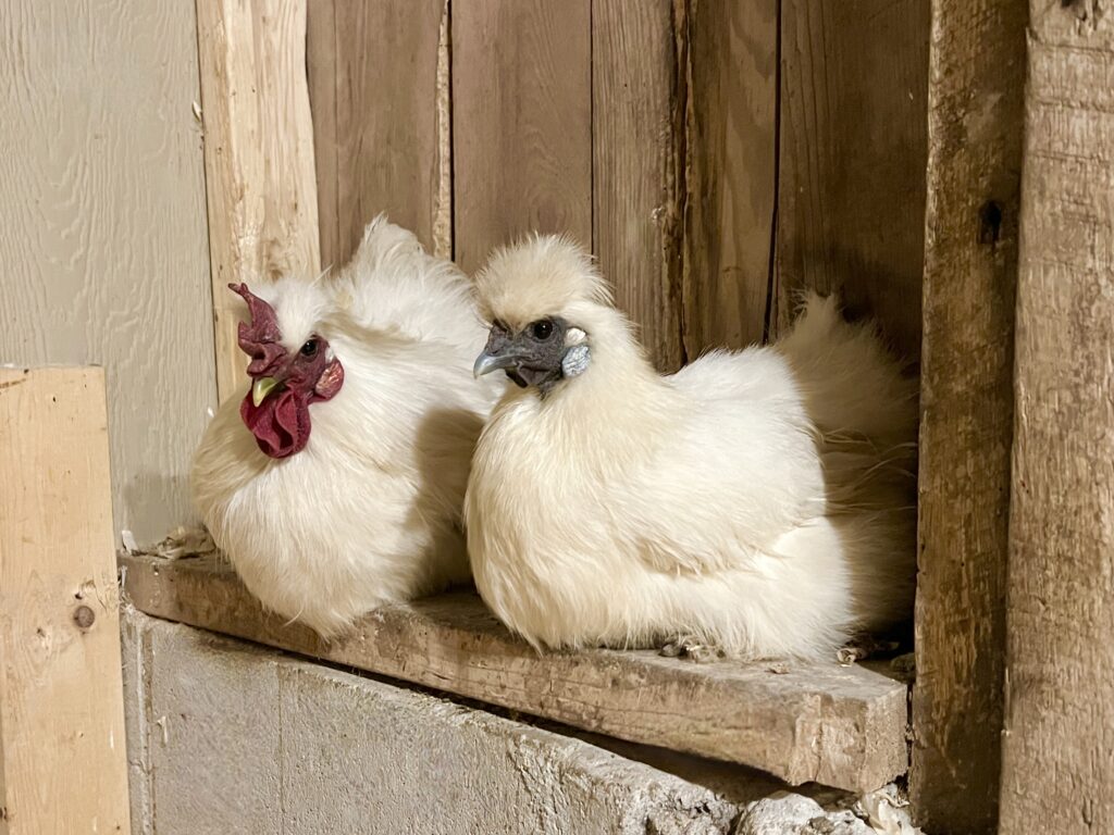 two silkie chickens roosting in