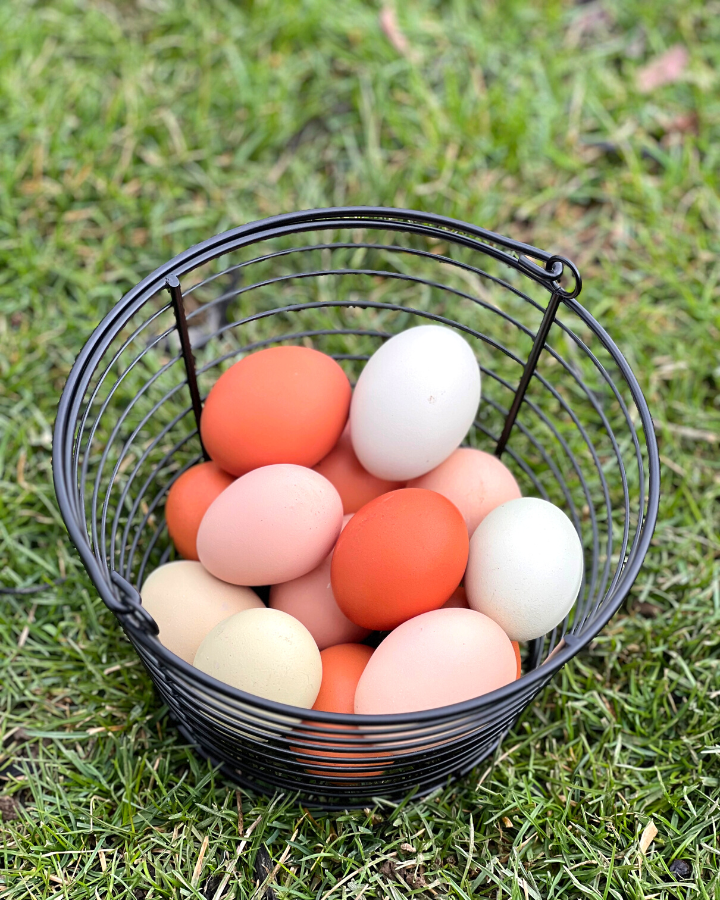 black wire basket sitting on grass full of colorful chicken eggs