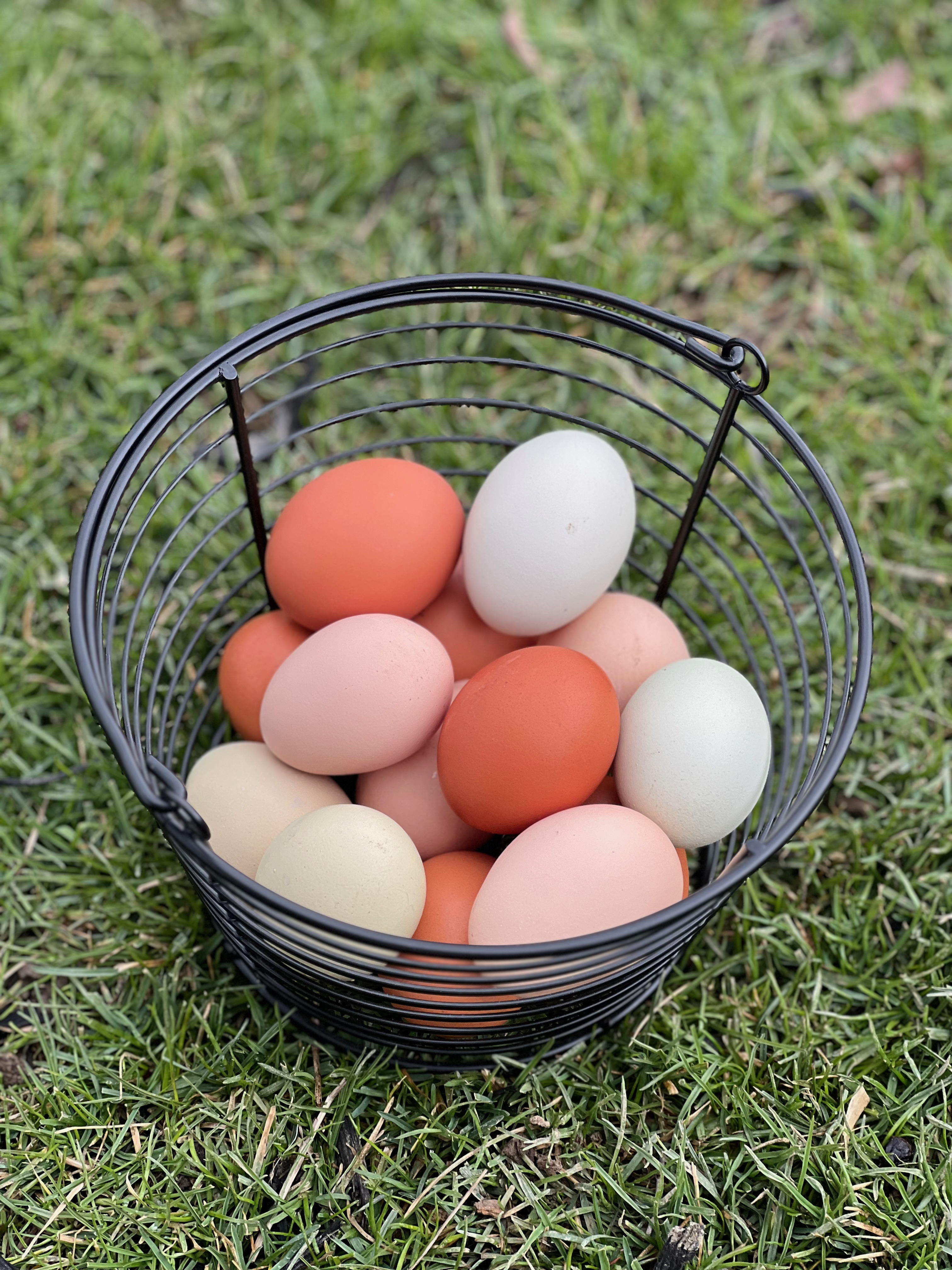 Basket sitting in grass full of colorful eggs from backyard chickens