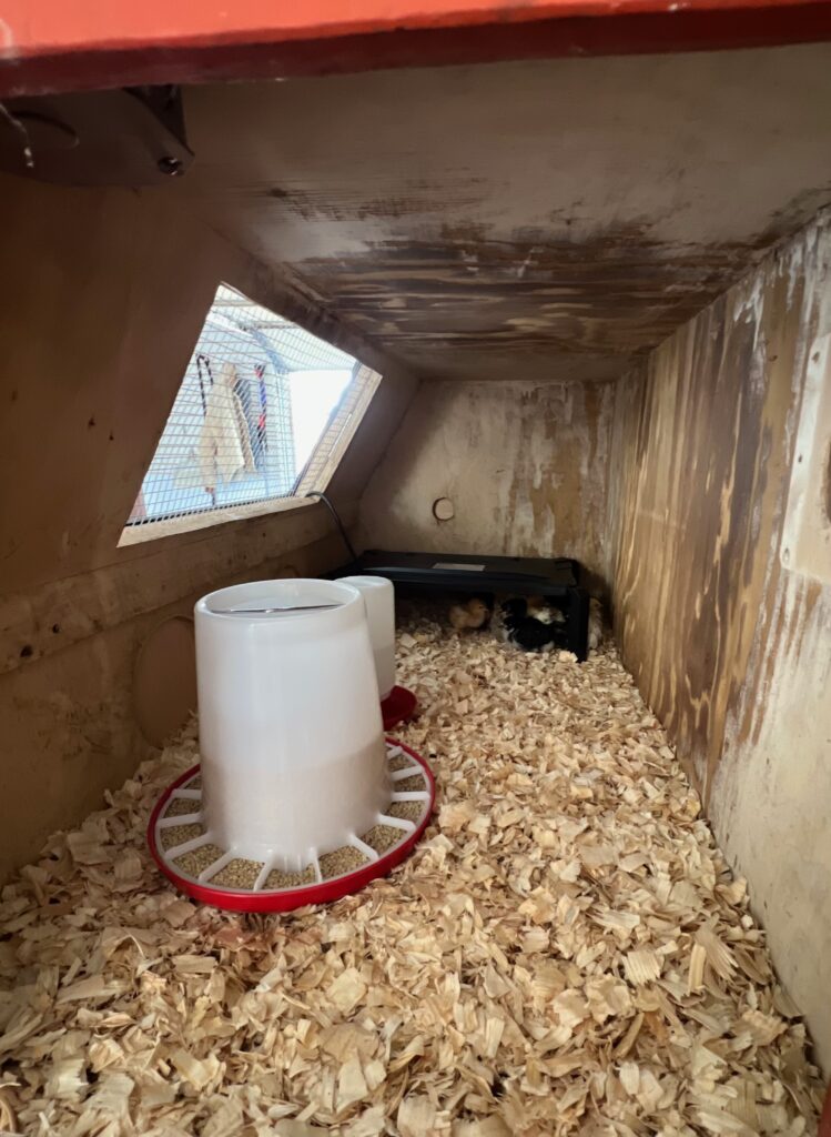 brooder box for raising baby chicks