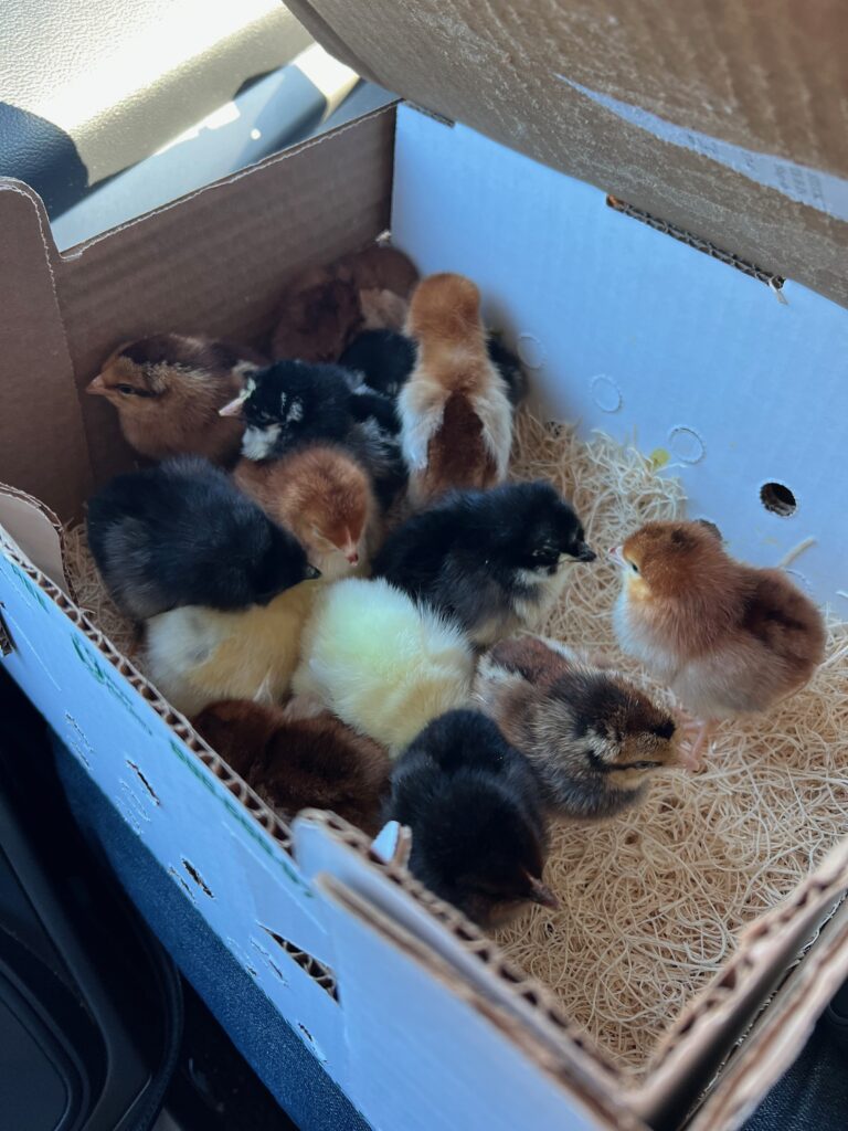 baby chicks in mail order box