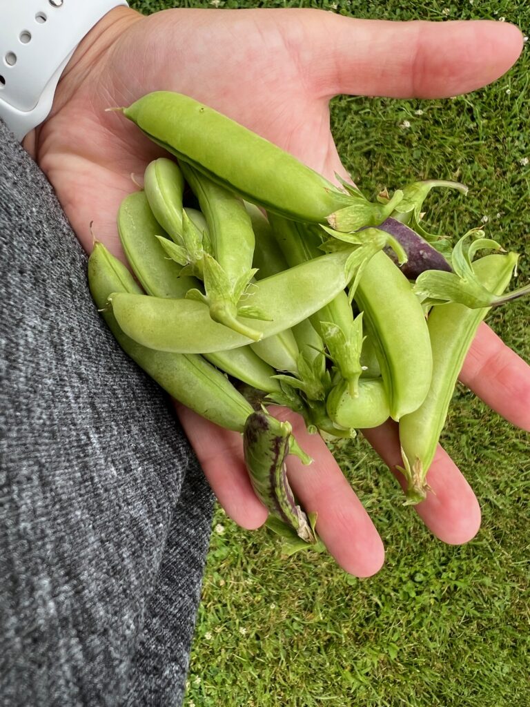 handful of snap peas