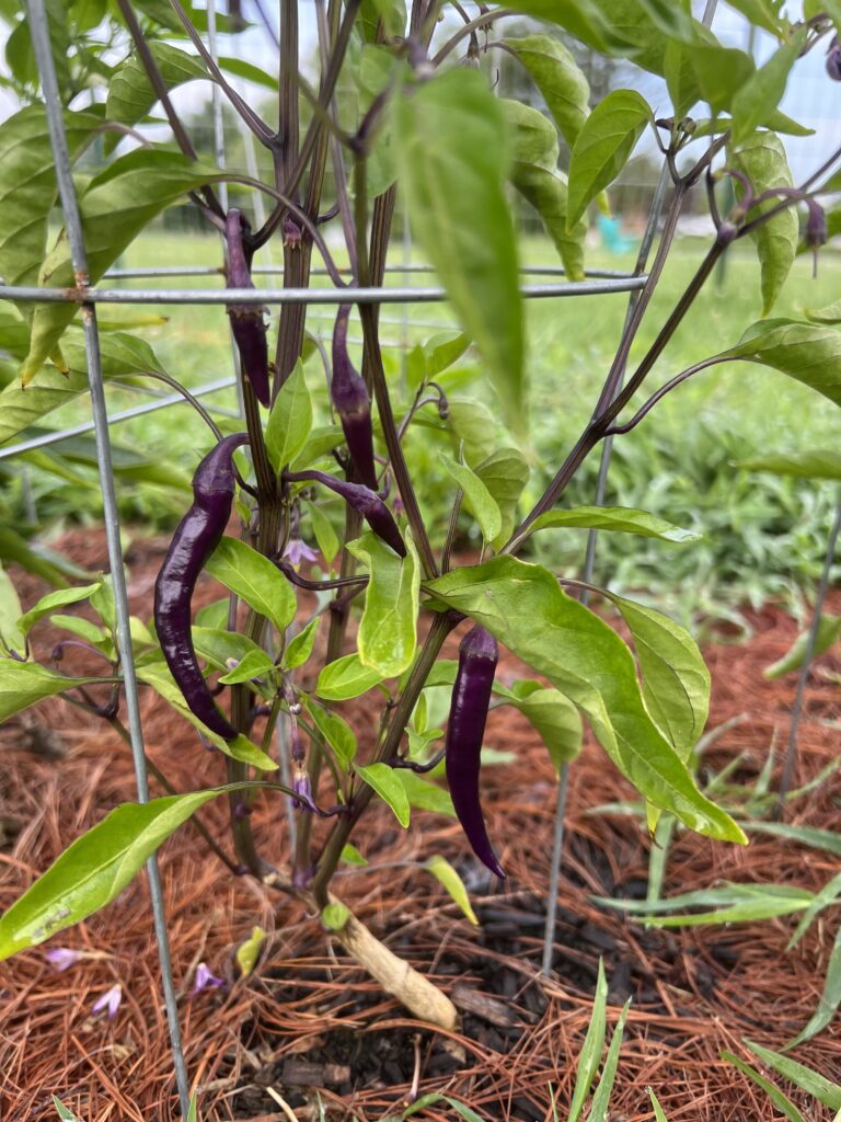 purple pepper plant for seasonal eating