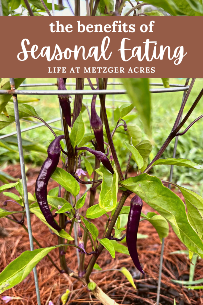 pin image with purple peppers in season