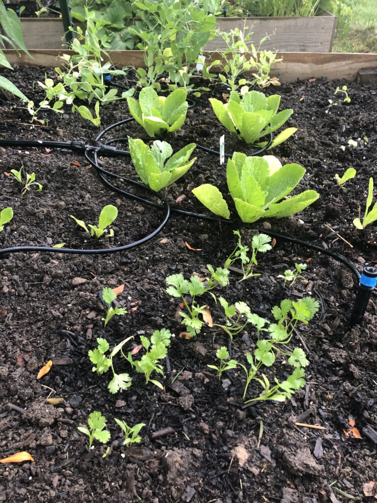 Lettuce and herbs growing in the Ohio graden bed