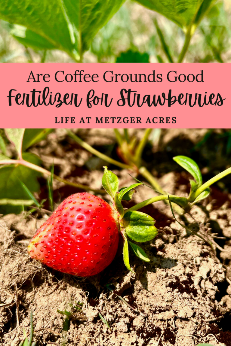 Are Coffee Grounds Good Fertilizer for Strawberries Life at Metzger Acres
