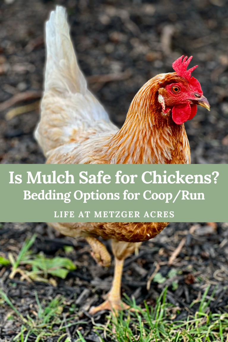 Is Mulch Safe for Chickens? Bedding Options in Coop or Run Life at Metzger Acres