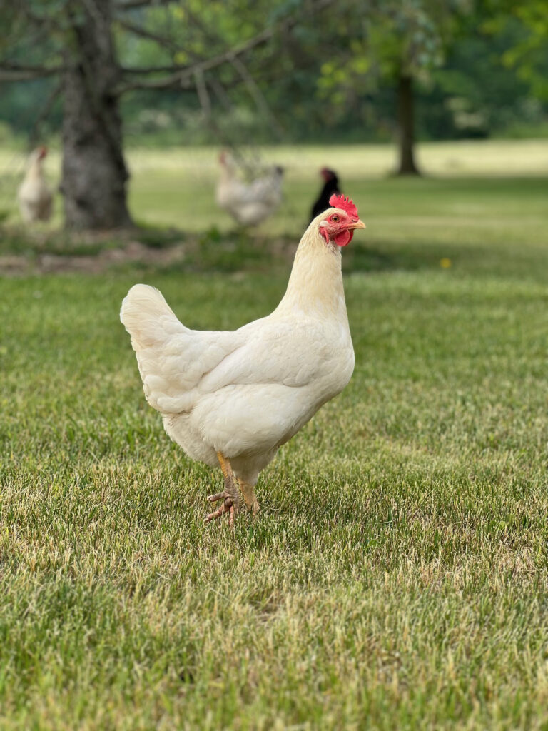 chicken in grass