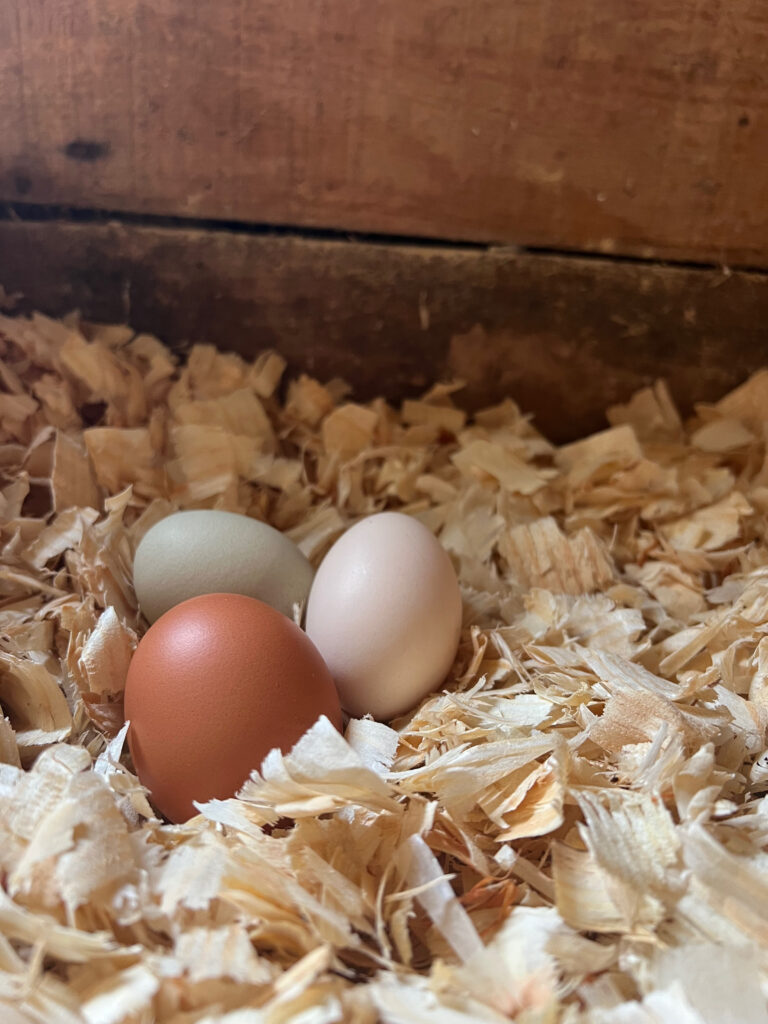 safe eggs in pine shavings bedding in chicken coop