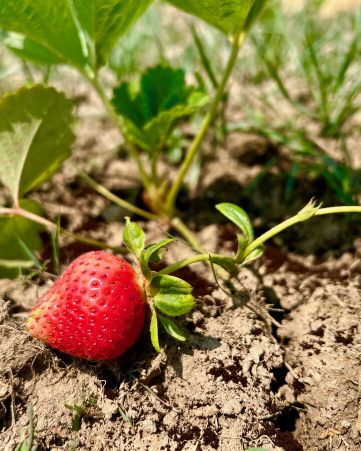 strawberry attached to strawberry plant in garden